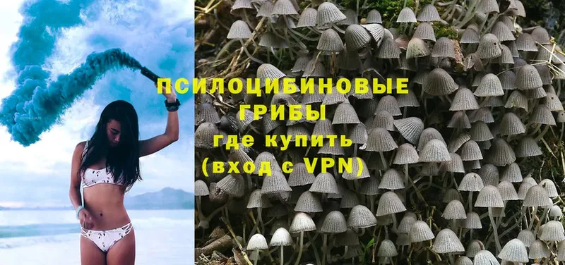 Галлюциногенные грибы Psilocybe  Лахденпохья 